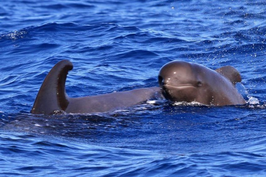 Whale Watching and Marine Science Tour 1