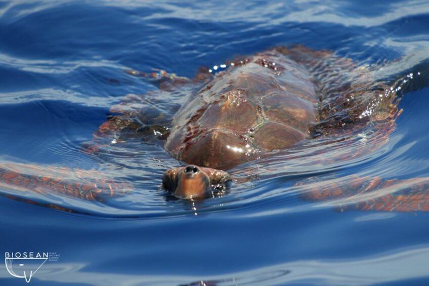 Whale Watching and Marine Science Tour 2
