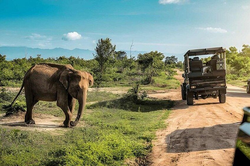 Een olifant loopt over een onverharde weg, met een voertuig op de achtergrond. 5