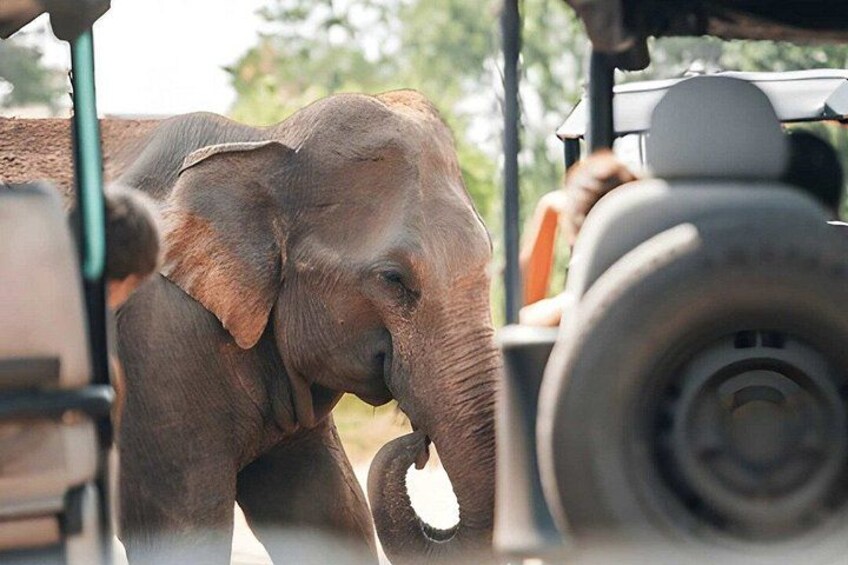 Een olifant achter een voertuig, een band is zichtbaar. 2