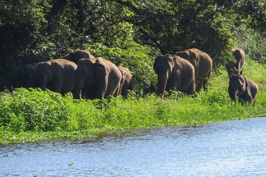 A group of elephants near a riverbank, surrounded by greenery. 1