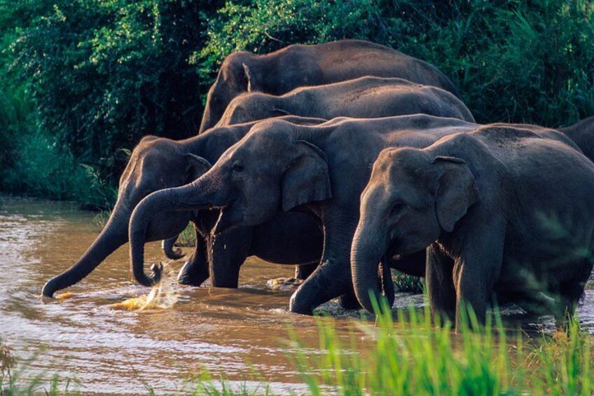 A group of elephants in a river surrounded by greenery. 5