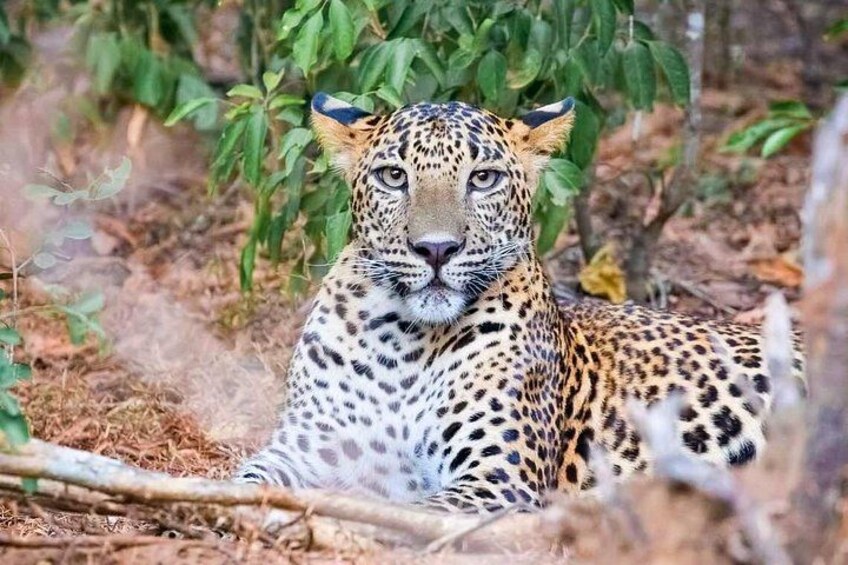 A leopard lying in a natural setting with green foliage and dry leaves. 3