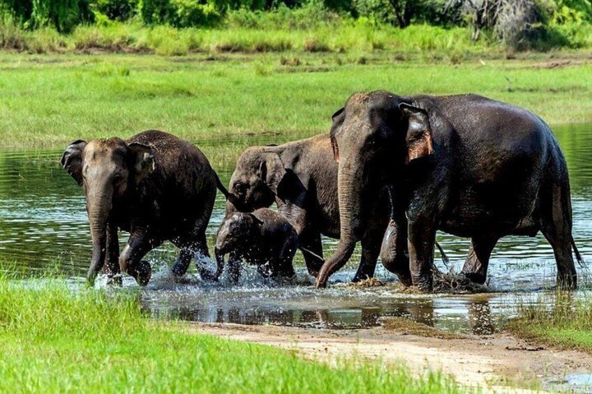 A group of elephants in a shallow water body surrounded by greenery. 2