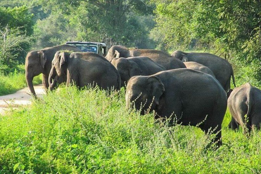 A herd of elephants walking along a road with a vehicle in the background. 4