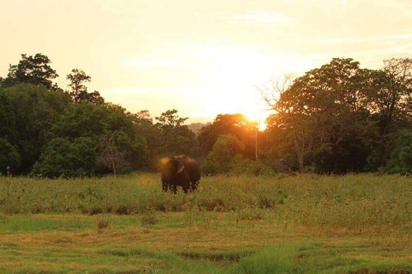 A landscape with a field and trees during sunset. 4
