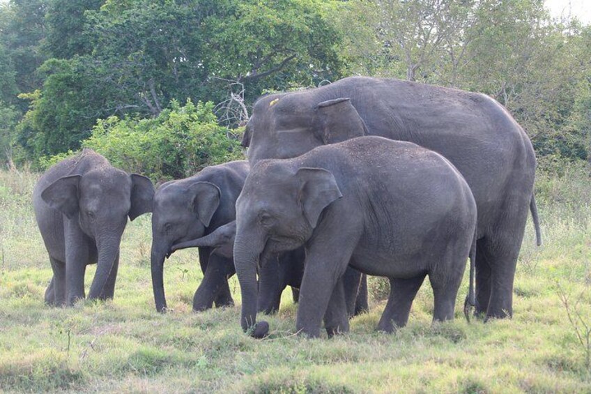 A herd of elephants in a grassy field with trees in the background. 2