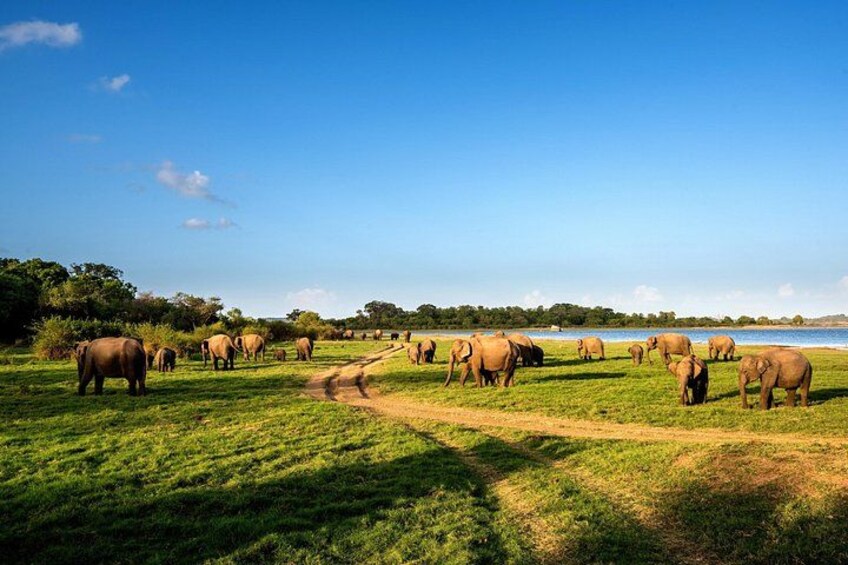 A herd of elephants in a grassy field with a path leading to a body of water. 5