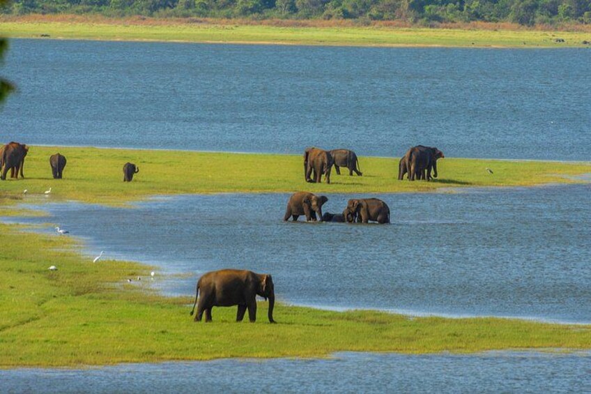 A group of elephants near a body of water. 3