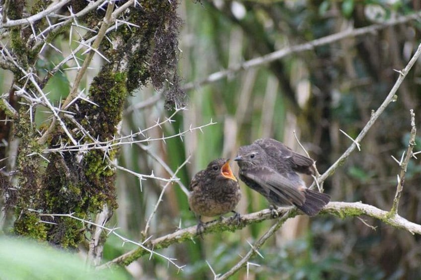 Horton Plains National Park 1