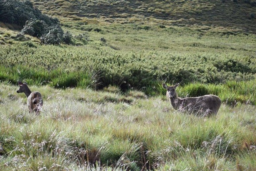 Horton Plains National Park 2