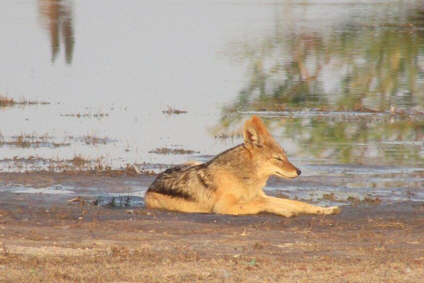 A coyote lying on a muddy bank near water. 4