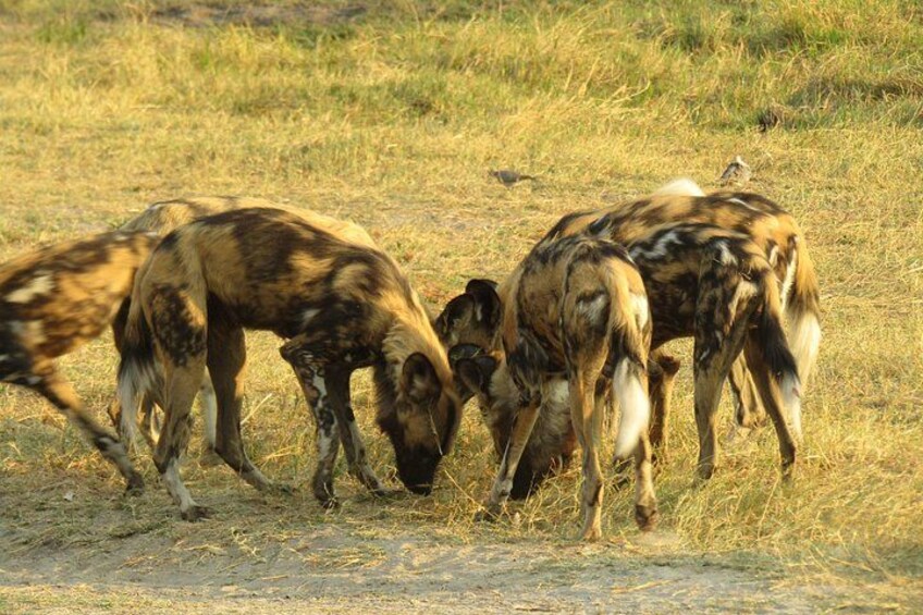 A group of hyenas in a grassy field. 3