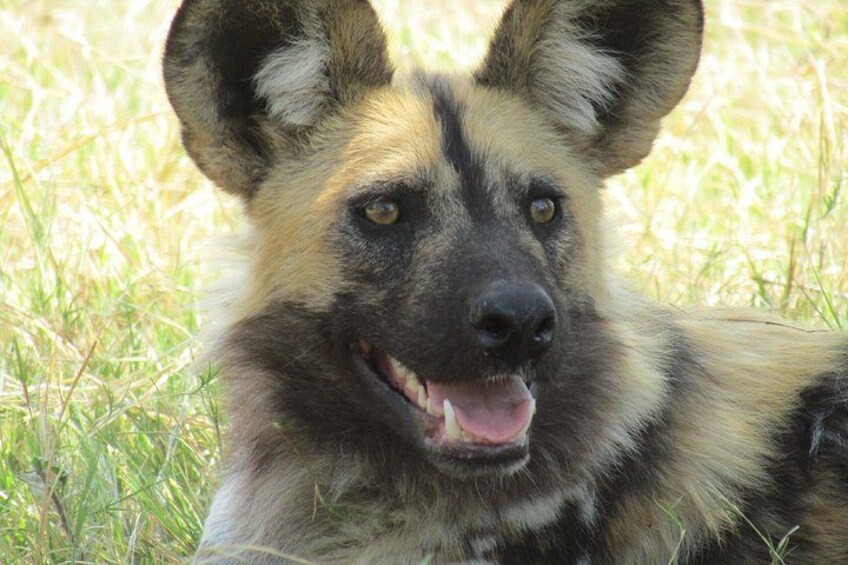A large dog with a black and tan coat lying on grass. 5