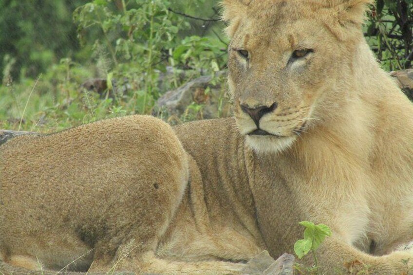 A lion resting in a natural setting with greenery in the background. 1