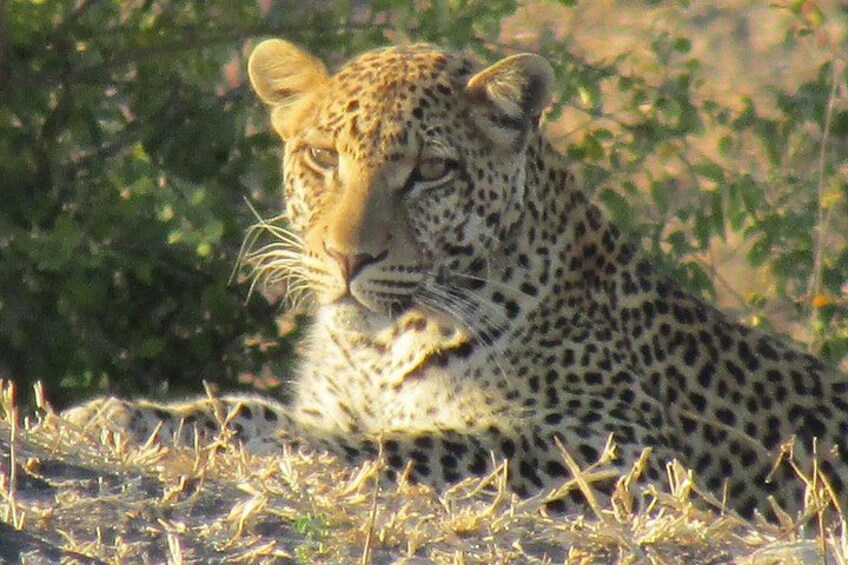 Chobe Safari Game Drive: Full Day 5
