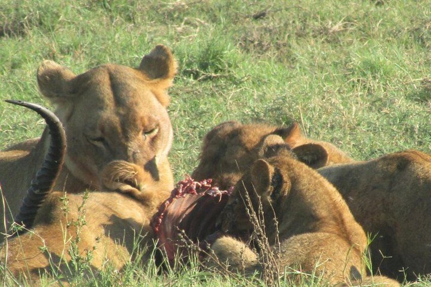 A lioness with cubs in a grassy field. 1