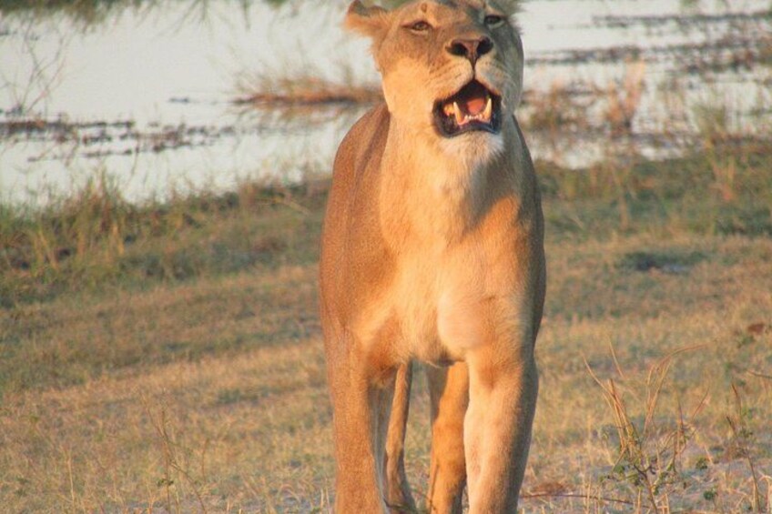 Chobe Safari Game Drive: Full Day 4