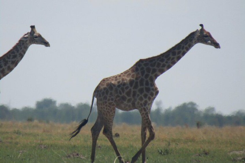 Chobe Safari Game Drive: Full Day 2
