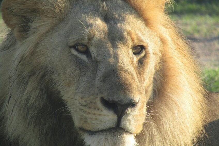 Chobe Safari Game Drive: Full Day 3