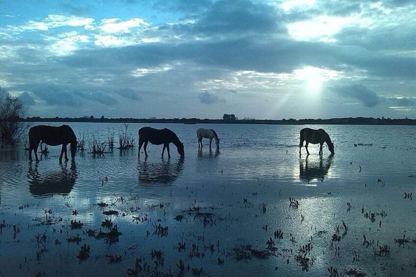Paarden drinken water in een overstroomd veld onder een bewolkte lucht. 2