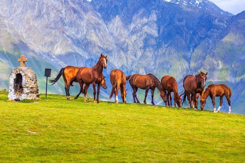 Kazbegi 5