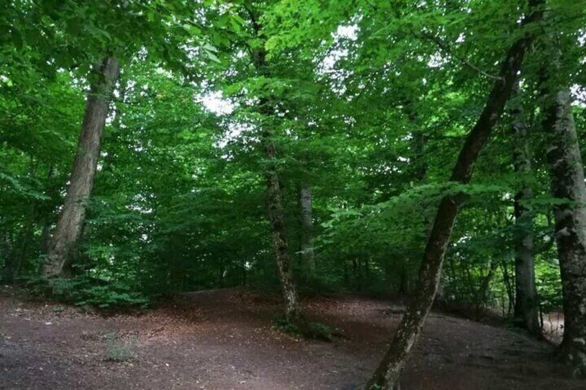 A forest with tall trees and a dirt path. 5