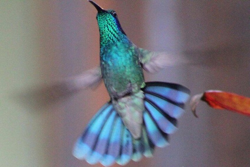 A hummingbird hovering near a branch with a red flower. 5