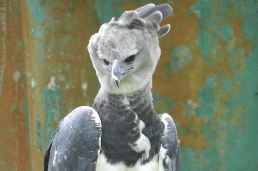 A bird with a distinctive casque on its head, perched against a weathered wall. 2