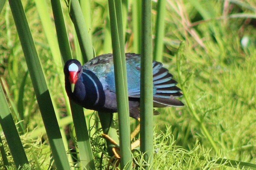 A bird with a red beak and black and white wings perched on green grass. 1