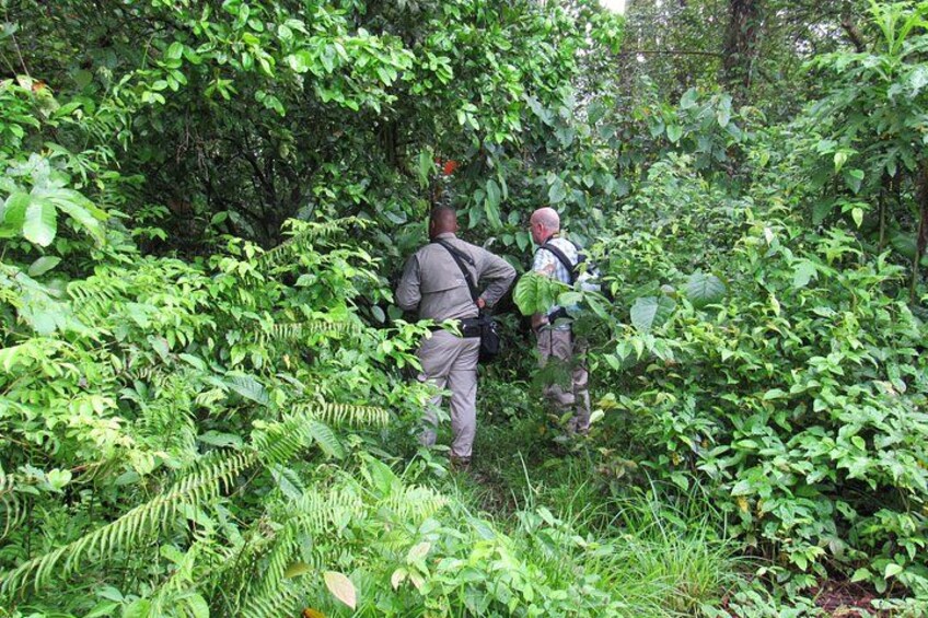 Two people hiking through a dense forest with ferns and thick foliage. 4