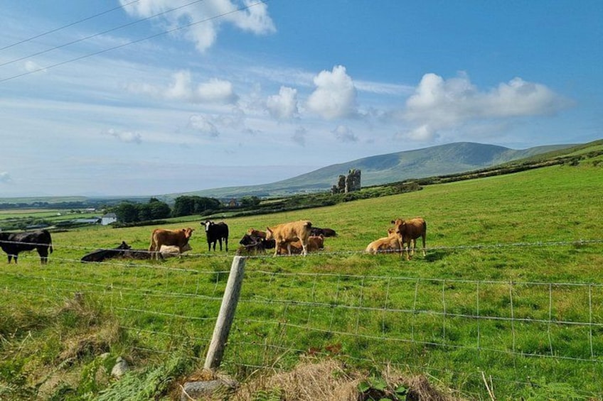 Un campo cubierto de hierba con vacas pastando, una cerca de alambre y un castillo distante en una colina. 4