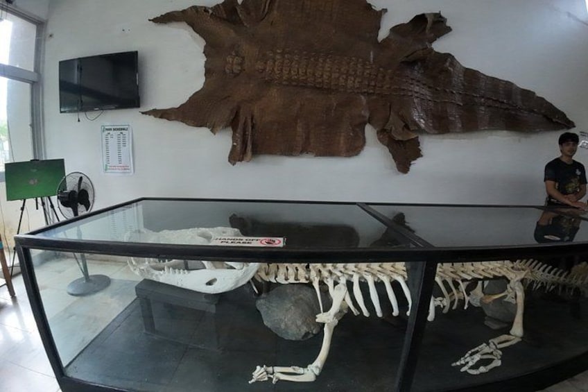 A museum exhibit with a large crocodile skin and skeletons on display. 4