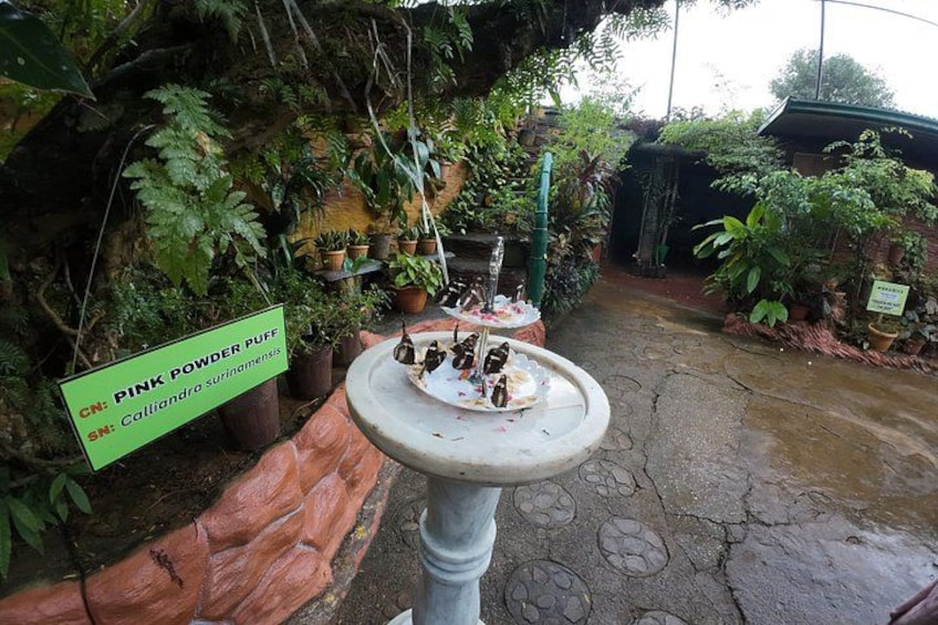 A garden with a fountain, potted plants, and a sign indicating the presence of pink powder puff ferns. 3