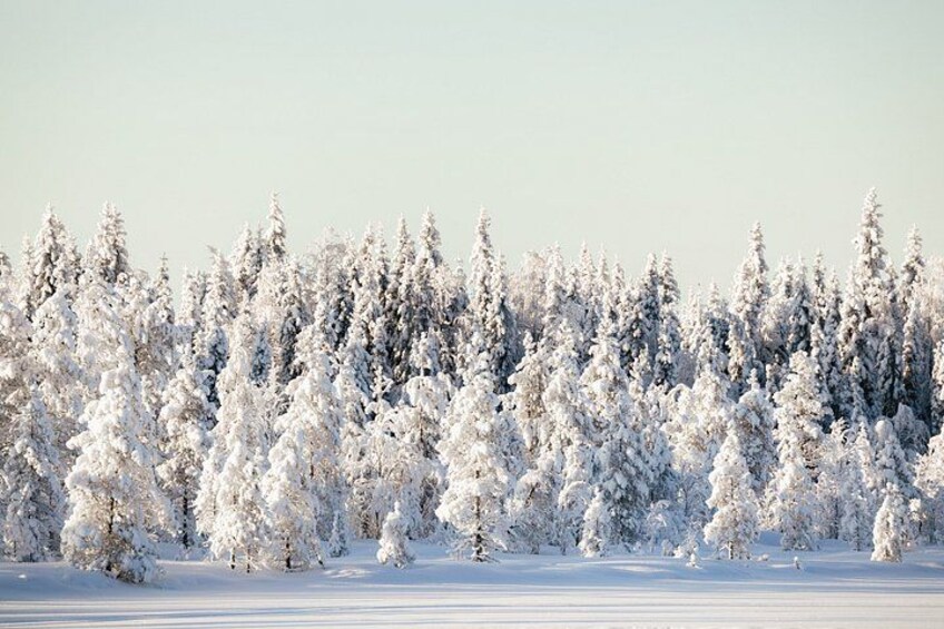 A snowy landscape with dense evergreen trees. 2