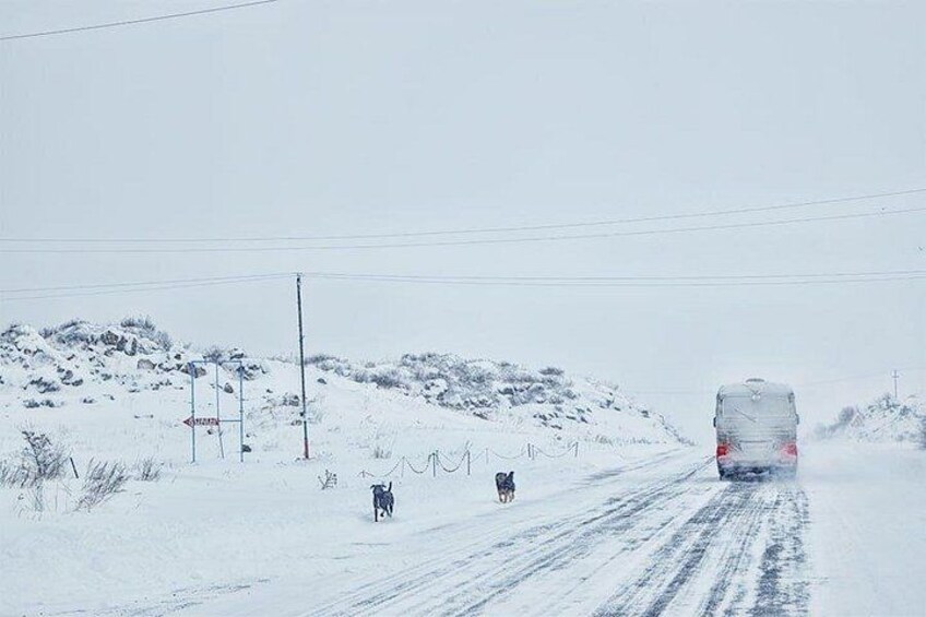A snow-covered road with a truck and two dogs. 3