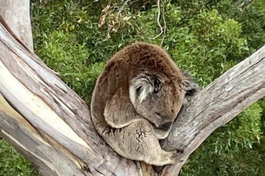 A brown animal with a fluffy tail resting on a tree branch. 2