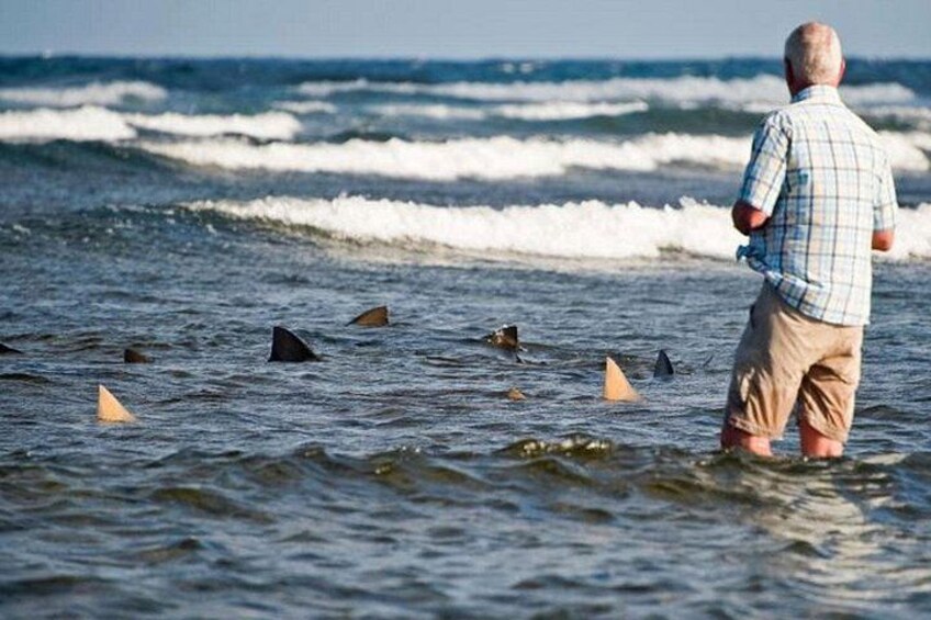 Un homme se tient dans une eau peu profonde et observe des requins. 4