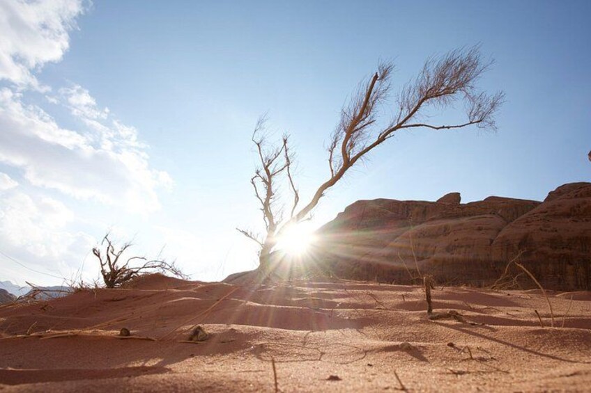 A desert landscape with a prominent dead tree, rocky terrain, and a clear sky. 4