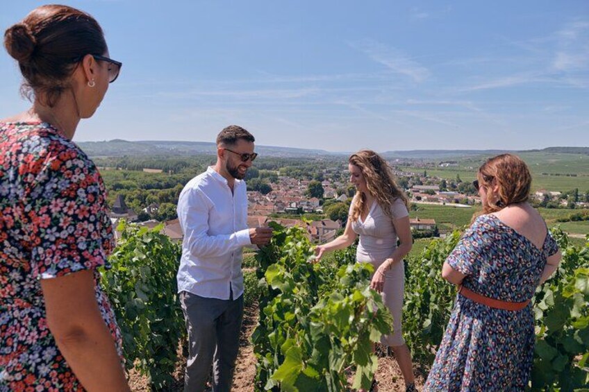 From Reims morning Champagne family growers 2