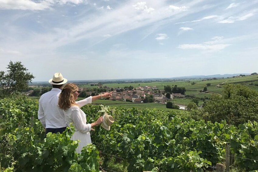 Burgundy vines 2