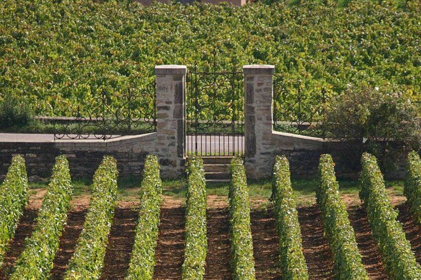 Grand Cru plots 2