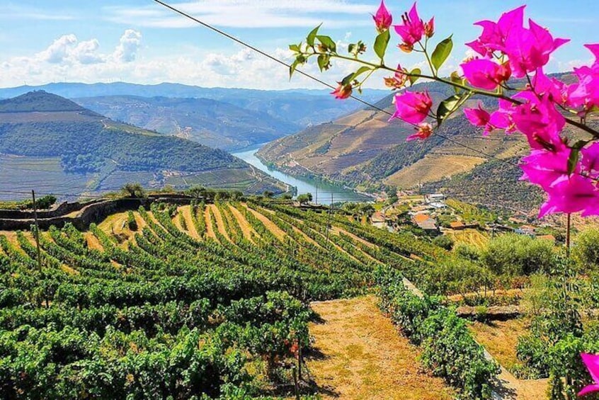 Viñedo con hileras de vides y un río al fondo. 1