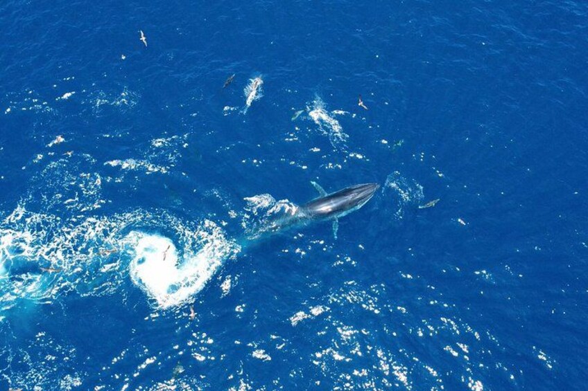 Small Group Dolphin and Wildlife Watching Tour in Faro 3