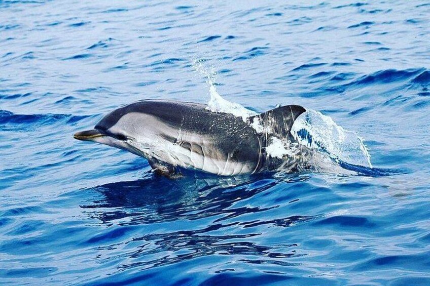 Small Group Dolphin and Wildlife Watching Tour in Faro 5