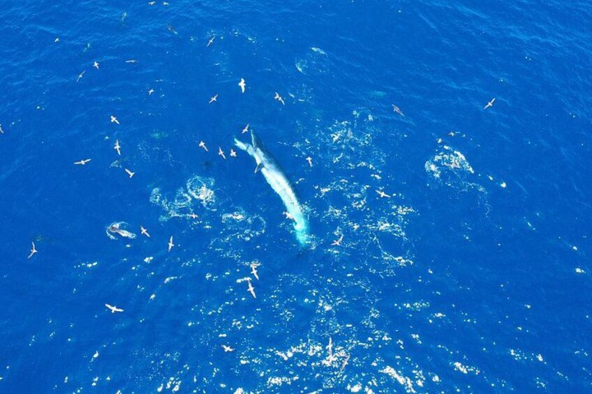 Small Group Dolphin and Wildlife Watching Tour in Faro 2
