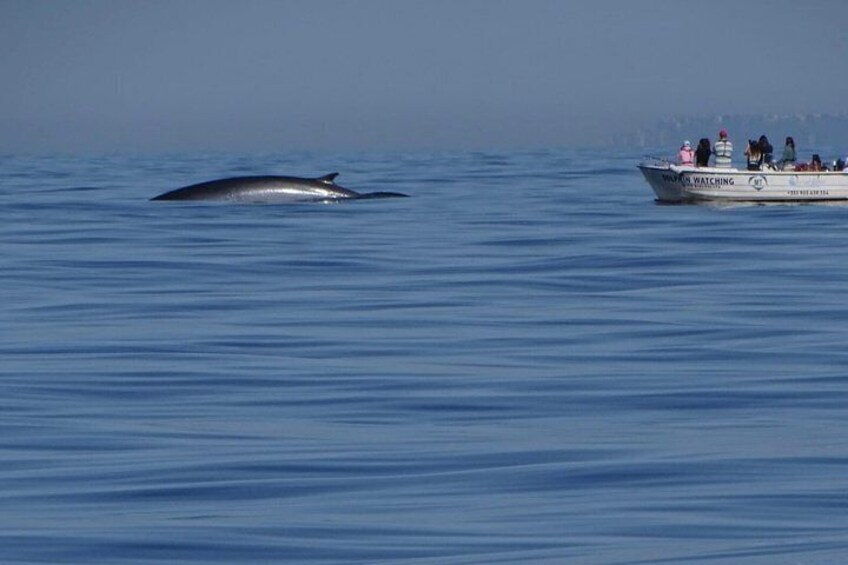 Small Group Dolphin and Wildlife Watching Tour in Faro 4