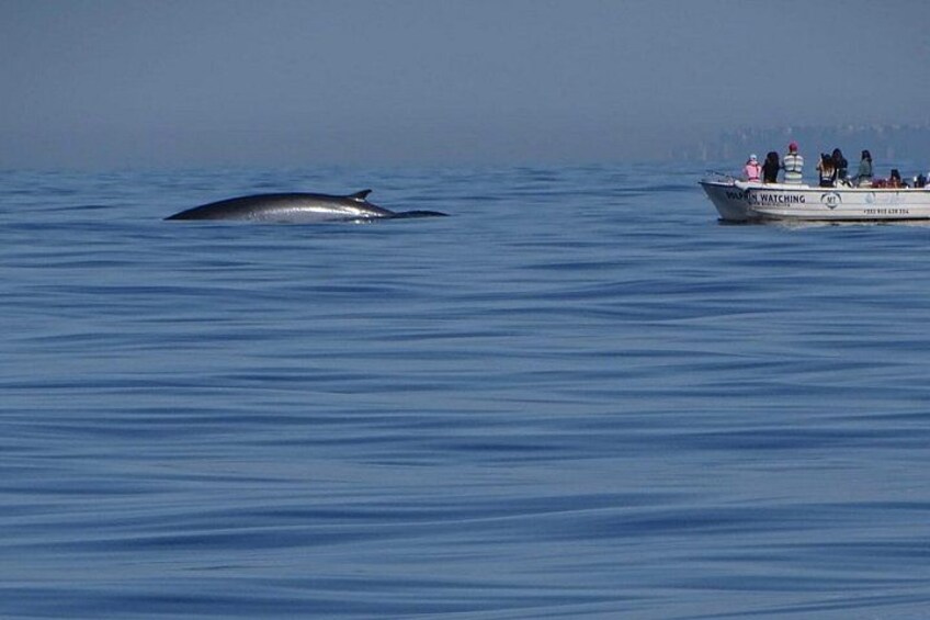 Small Group Dolphin and Wildlife Watching Tour in Faro 2