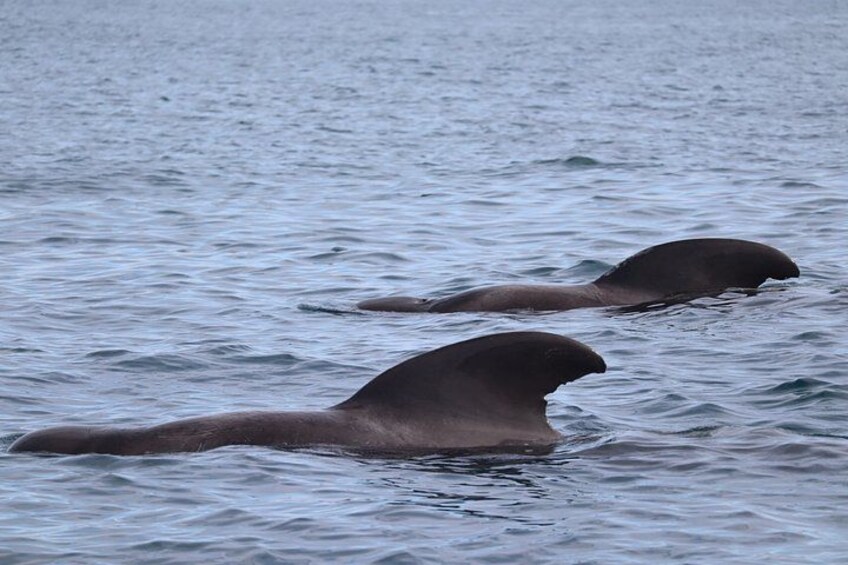 Small Group Dolphin and Wildlife Watching Tour in Faro 4