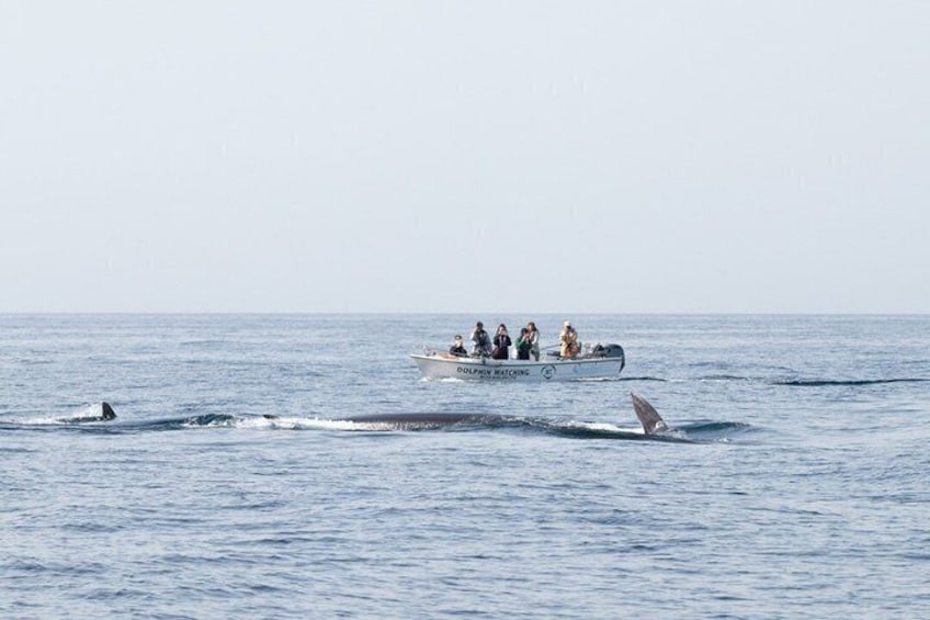 Small Group Dolphin and Wildlife Watching Tour in Faro 5